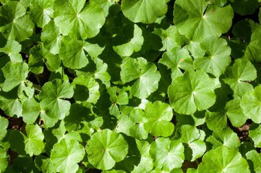 Yüzen pennywort türünün yaprakları. Hidrokotil lösemili lökosephala.