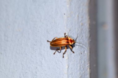 Kosta Rika 'da Photuris sp adında bir böcek.. 