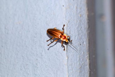 Kosta Rika 'da Photuris sp adında bir böcek.. 