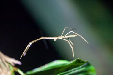 Yağmur ormanlarındaki ağ döküm örümceği Deinopis longipes. 