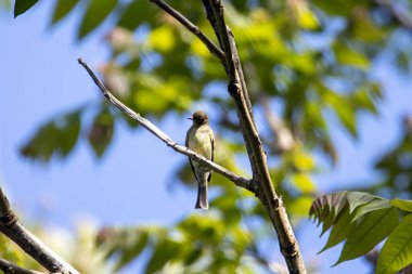 Elaenia Franzii Dağı, bir ağaçta.. 