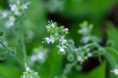 Circaea mollis bitkisinin aşılanması.