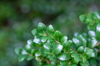 Japon kutsal çalılarının yaprakları, Ilex Crenata