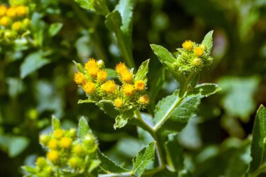 Inula thapsoides bitkisinin çiçekleri