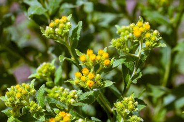 Inula thapsoides bitkisinin çiçekleri
