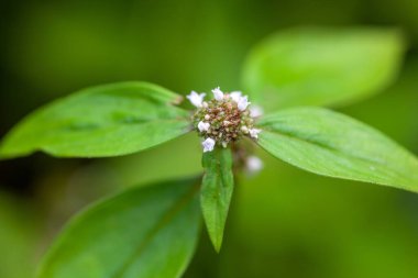 Flowers of a woodland false buttonweed, Spermacoce remota clipart