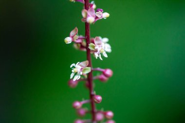 Trichostigma peruvianum bitkisinin çiçekleri. 