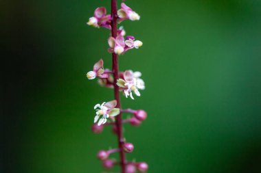 Trichostigma peruvianum bitkisinin çiçekleri. 