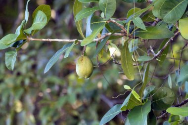 Amphitecna latifolia ağacının meyveleri ve yaprakları 