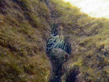 Mediterranean snakelocks sea anemone, Anemonia sulcata, in a rocky seascape.  clipart