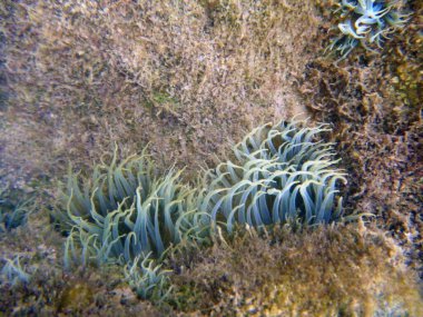 Akdeniz yılanı kayalık bir deniz manzarasında deniz şakayığını, Anemonia sulcata 'yı tıkıyor.. 