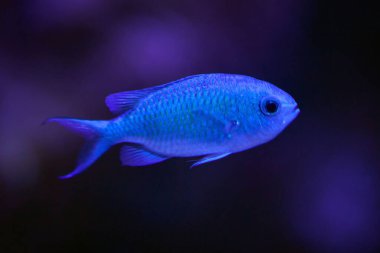 Yeşil krom, Chromis viridis, koyu bir arka planı var.. 