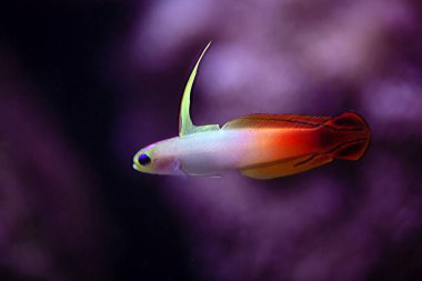 A fire goby, Nemateleotris magnifica.  clipart