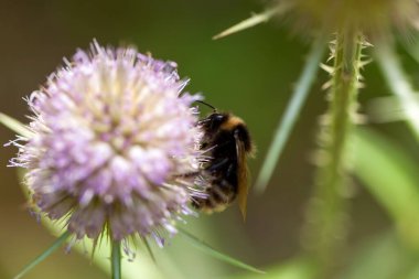 Guguklu yaban arısı Bombus 'un bir çiçekte kamp kurması.