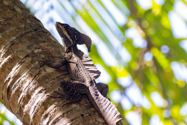 Yaygın basilisk, Basiliscus basiliscus, bir palmiye ağacında. 