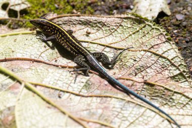 A Central American Ameiva, Holcosus festivus, on a forest floor.  clipart