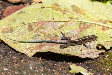 A Central American Ameiva, Holcosus festivus, on a forest floor.  clipart