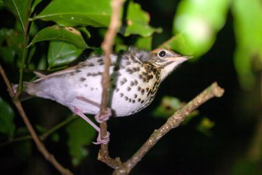 A wood thrush, Hylocichla mustelina, in a tree.  clipart