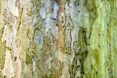 Orta Amerika 'da geleneksel tıpta kullanılan Terminalia oblonga ağacının kabuğu.. 