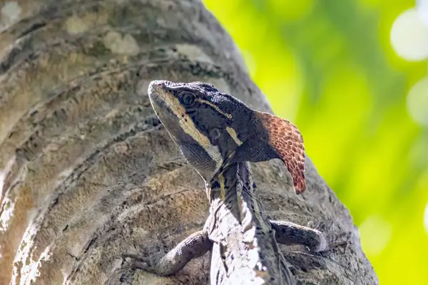 stock image Common basilisk, Basiliscus basiliscus, on a palm tree. 