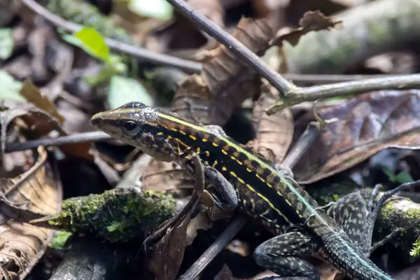 stock image A Central American Ameiva, Holcosus festivus, on a forest floor. 