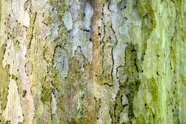 Orta Amerika 'da geleneksel tıpta kullanılan Terminalia oblonga ağacının kabuğu.. 