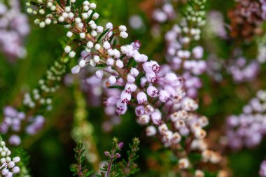 Bir Cornish bitkisinin enfeksiyonu, Erica vagans