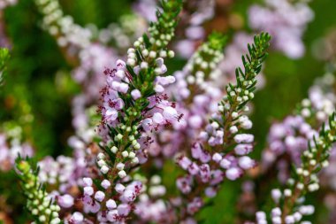 Bir Cornish bitkisinin enfeksiyonu, Erica vagans