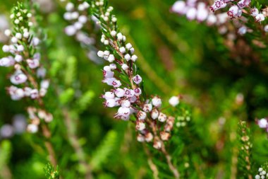 Bir Cornish bitkisinin enfeksiyonu, Erica vagans