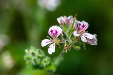 Bir Austral leylek gagasının çiçeği, Pelargonium australe
