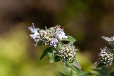 Pycnanthemum Pilosum adlı bir Amerikan nane bitkisinin enfloresanı.