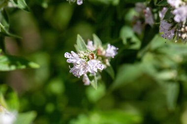 Pycnanthemum Pilosum adlı bir Amerikan nane bitkisinin enfloresanı.