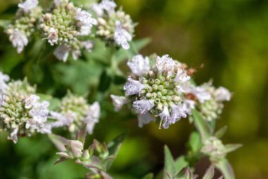 Pycnanthemum Pilosum adlı bir Amerikan nane bitkisinin enfloresanı.