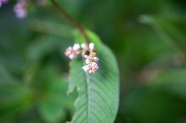 Inflorescence of an Aconogonon campanulatum shrub.  clipart