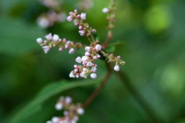 Inflorescence of an Aconogonon campanulatum shrub.  clipart