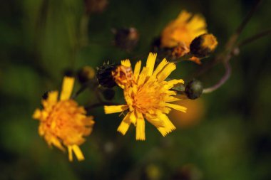 Flower of a Savoy hawkweed, Hieracium sabaudum clipart