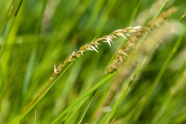 Kıllı çim başakları, Melica ciliata  