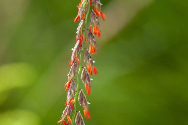 # Grama otu çiçekleri, Bouteloua curtipendula #