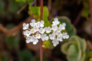 Blossoms of the shrub verbena Lantana canescens clipart