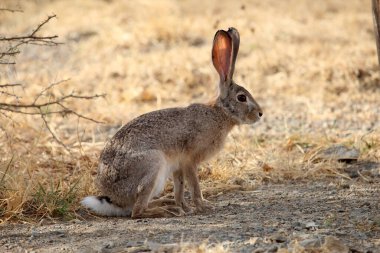 Bir Habeşistan tavşanı, Lepus habessinicus, Güney Etiyopya 'da.. 