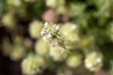 Flowers of a Thymus mastichina plant, from Spain.  clipart