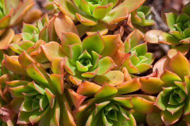 Kanarya Adaları 'ndan Aeonium edebiyatı.. 