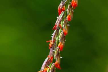 Flowers of sideoats grama grass, Bouteloua curtipendula clipart