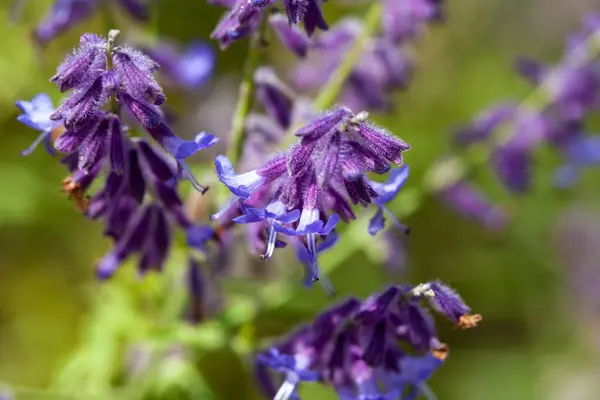 stock image Blossoms of a Perovskia abrotanoides plant. 