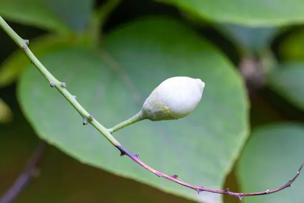 stock image Fruits of a Styrax obassia tree. 