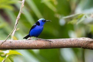 A red-legged honeycreeper, Cyanerpes cyaneus, on a branch.  clipart