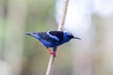 A red-legged honeycreeper, Cyanerpes cyaneus, on a branch.  clipart