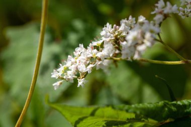 Karabuğday türünün enfloresansı Fagopyrum dibotrys
