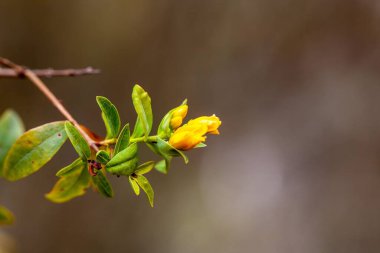 Kanarya Adaları 'ndan Bud St. John' s otu, Hypericum kanaryası, Kanarya Adaları 'nda yaygın bir bitki..   