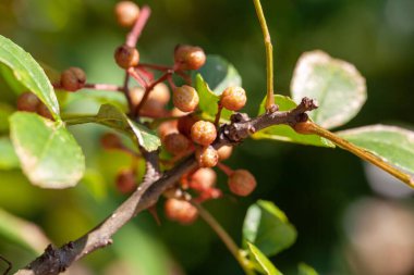 Sichuan biber çalısı meyveleri, Zanthoxylum bungeanum